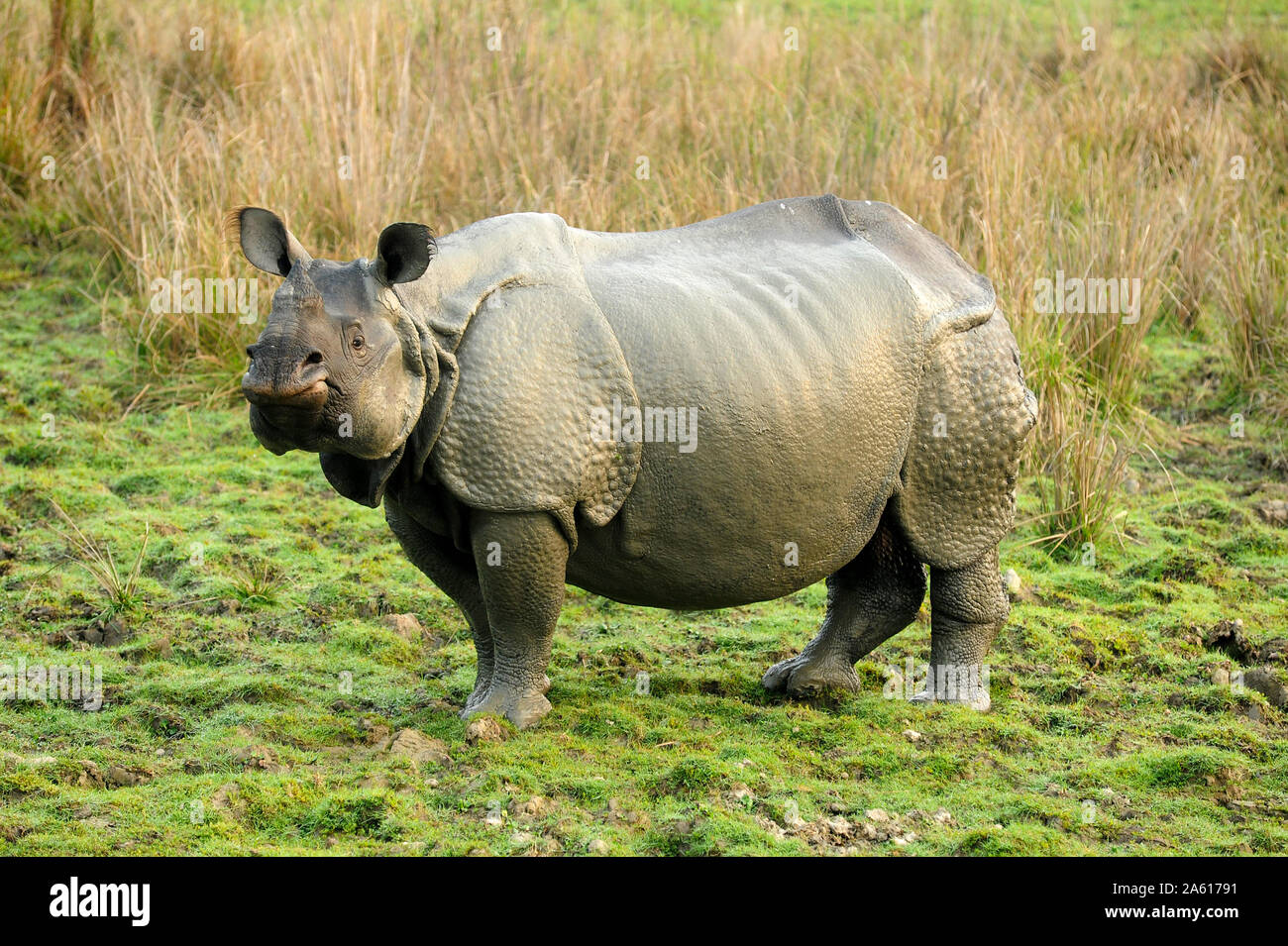 Grössere - gehörnten Nashörnern, einer der 2400 im Kaziranga National Park, Assam, Indien, Asien Stockfoto