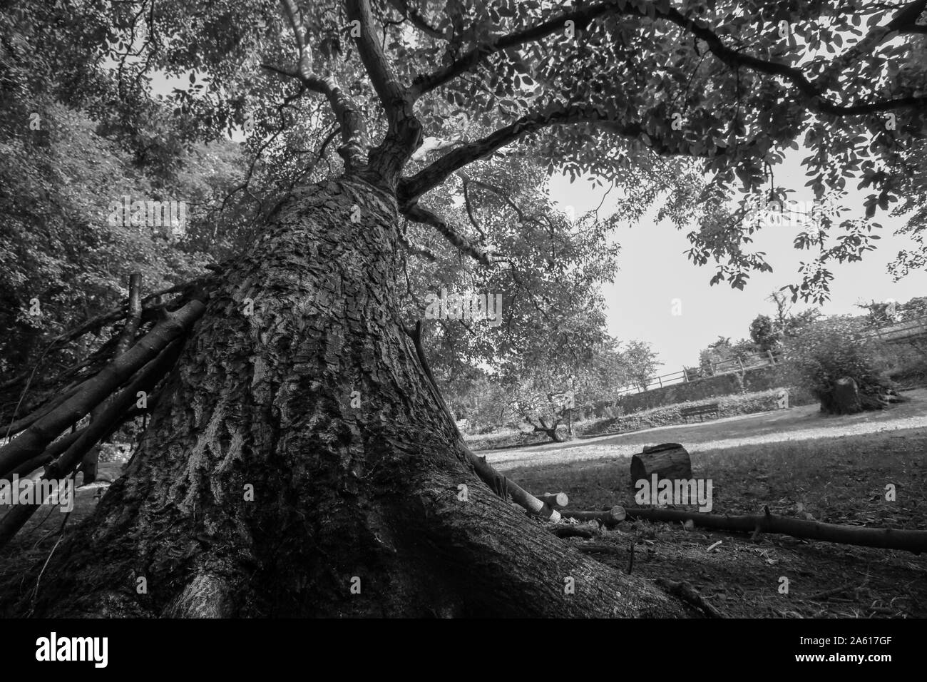 In der Nähe von großen Baum Schwarz und Weiß Stockfoto