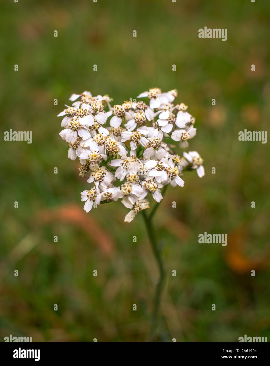 In der Nähe von White wilde Blume Stockfoto