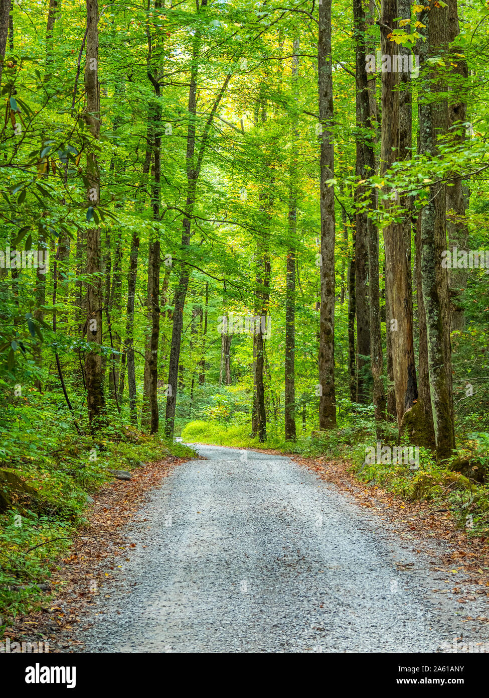 Kies Ramsey Prong Straße im Greenbrier Bereich der Great Smoky Mountains National Park in Tennessee in den Vereinigten Staaten Stockfoto