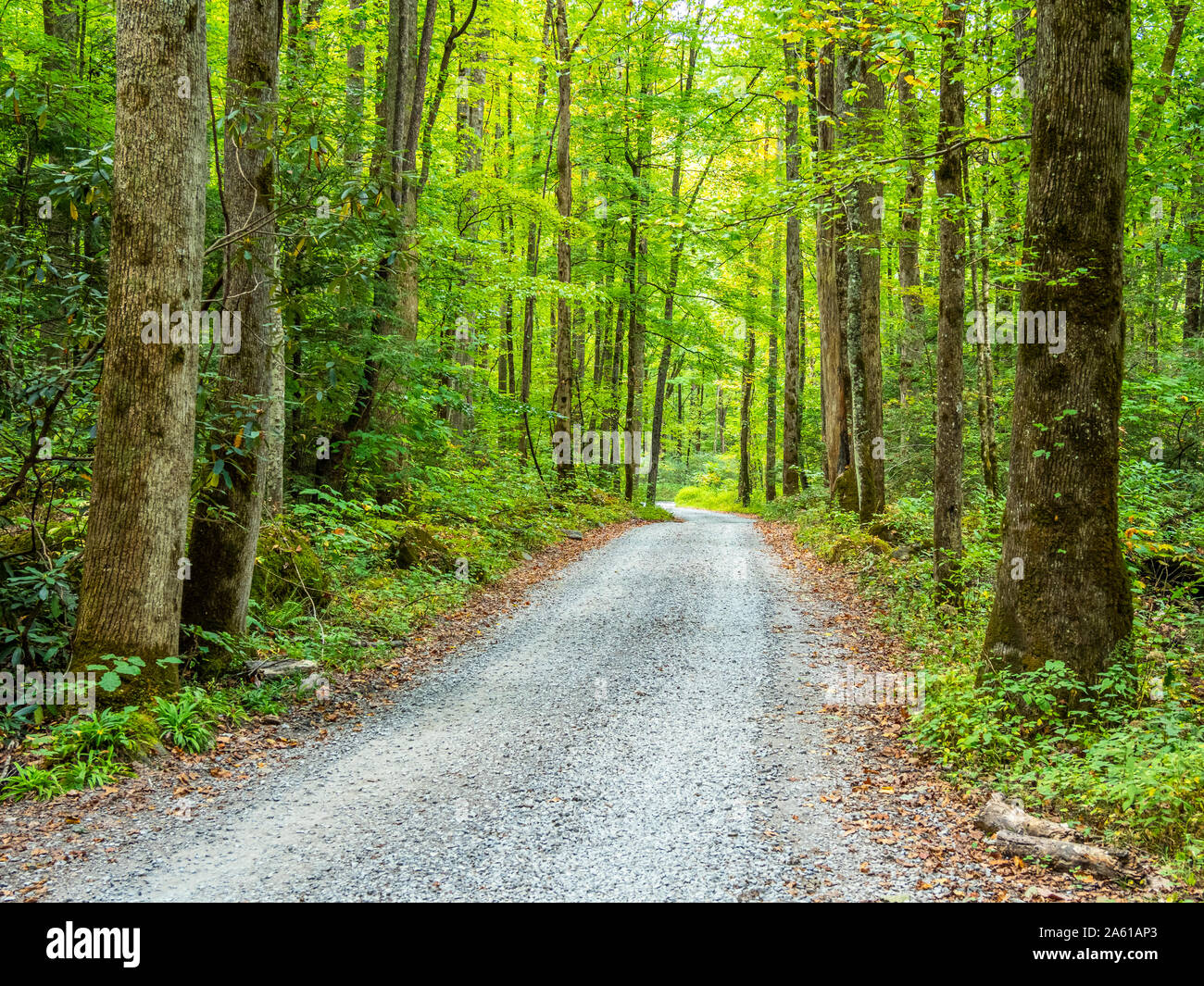 Kies Ramsey Prong Straße im Greenbrier Bereich der Great Smoky Mountains National Park in Tennessee in den Vereinigten Staaten Stockfoto