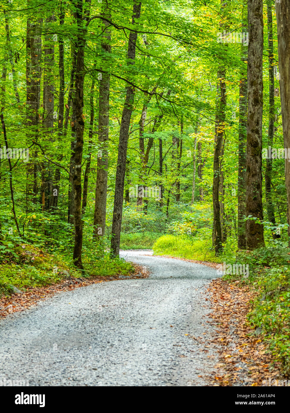 Kies Ramsey Prong Straße im Greenbrier Bereich der Great Smoky Mountains National Park in Tennessee in den Vereinigten Staaten Stockfoto