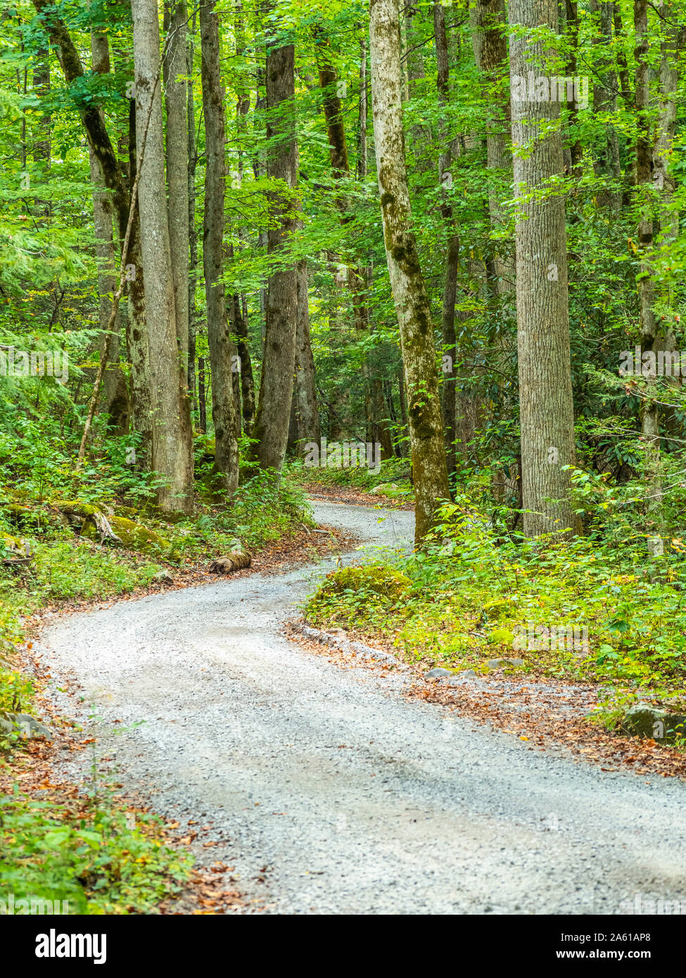 Kies Ramsey Prong Straße im Greenbrier Bereich der Great Smoky Mountains National Park in Tennessee in den Vereinigten Staaten Stockfoto