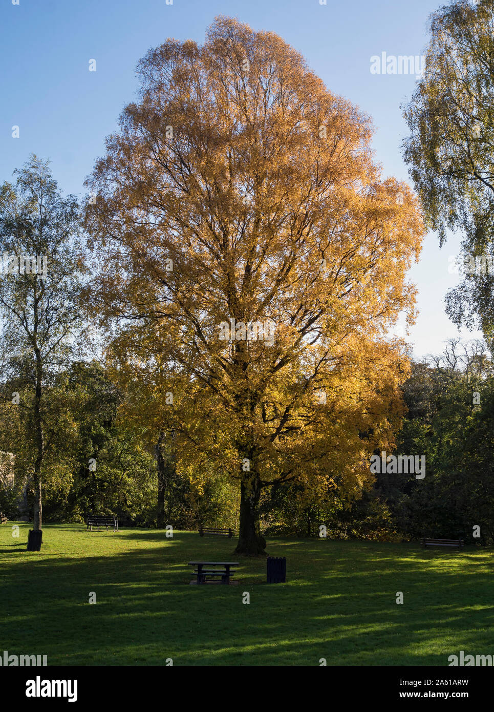 Birke im Herbst Laub Stockfoto
