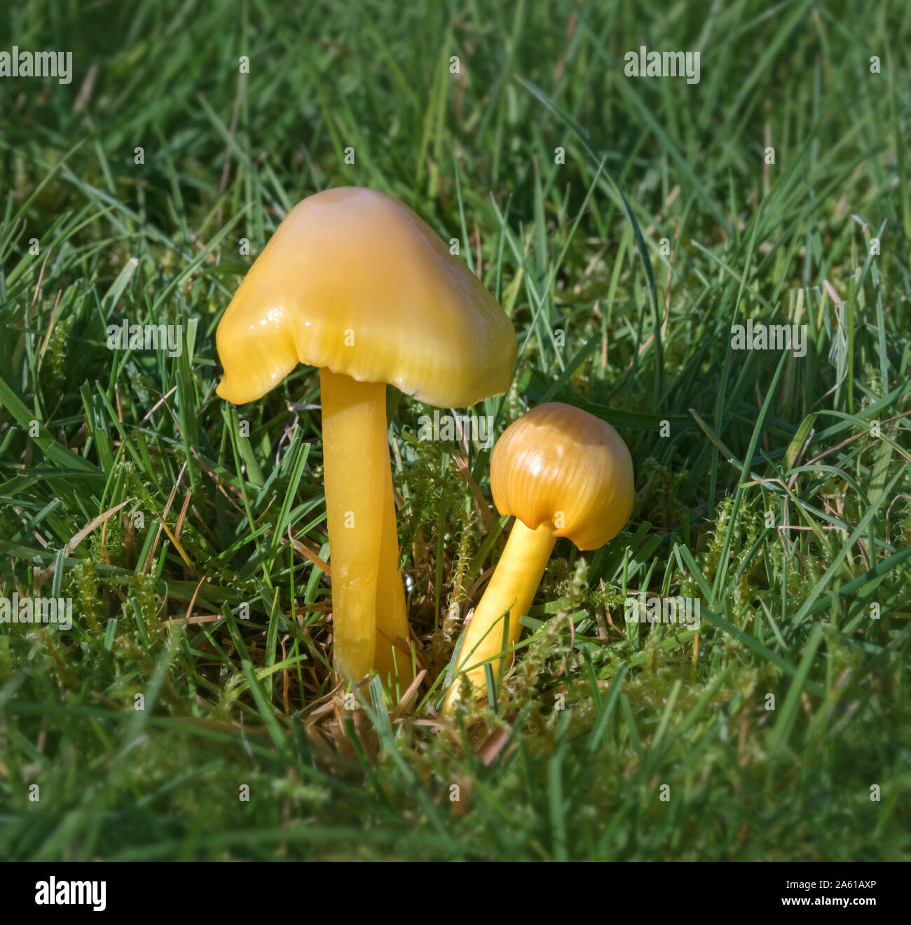 Golden Waxcap (Hygrocybe chlorophana) Stockfoto