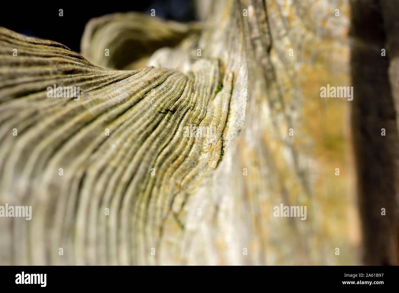 Toten Baumstamm, Nahaufnahme, Muster und Texturen Stockfoto