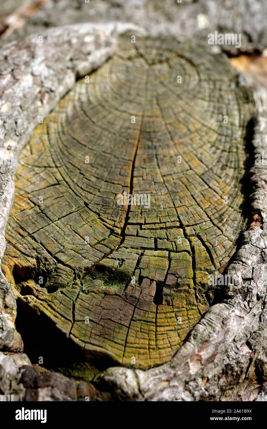 Alten toten Baumstamm, Risse und Linien detail Stockfoto
