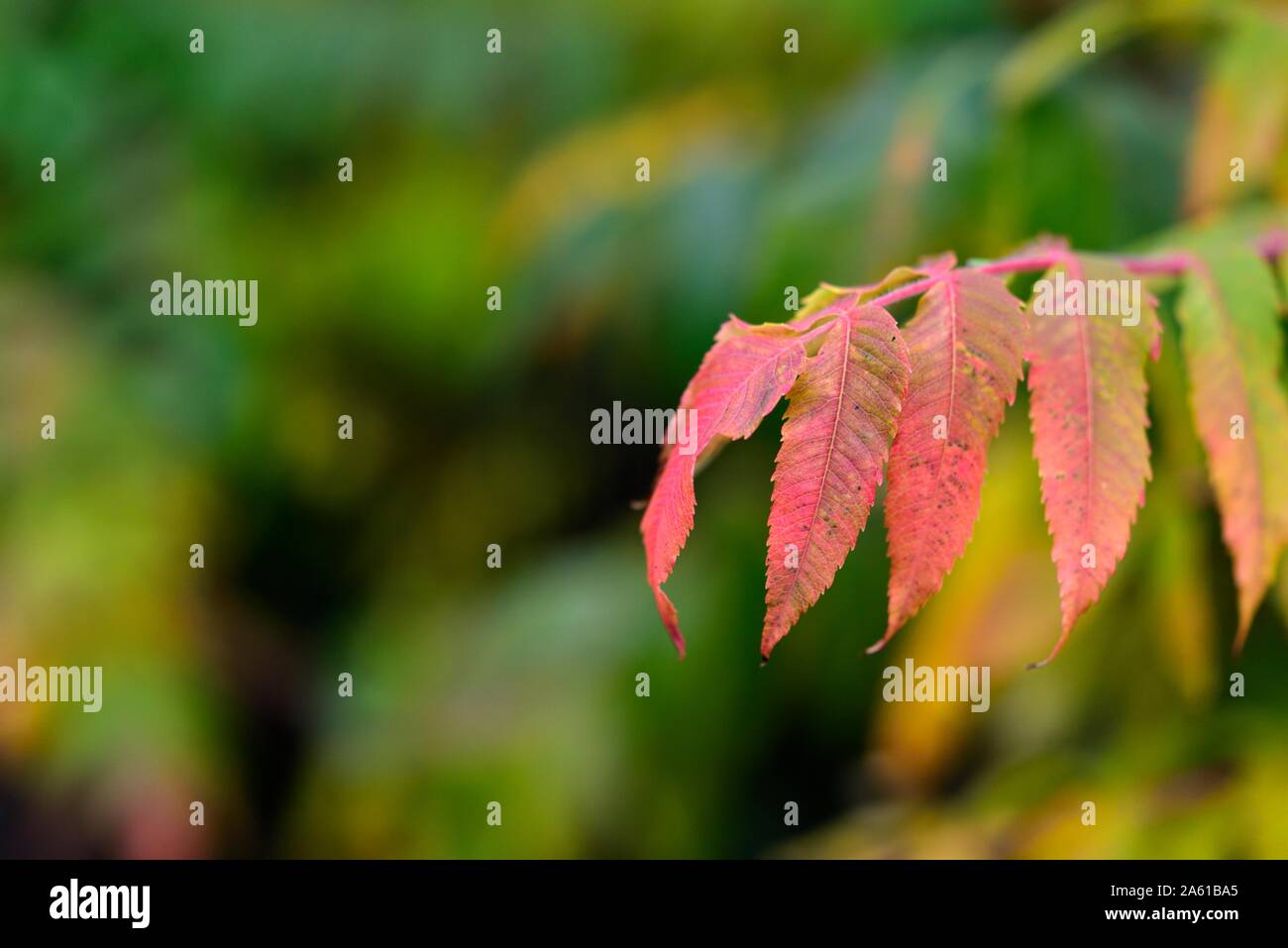 Herbstlaub, gegen einen unscharfen Hintergrund Stockfoto