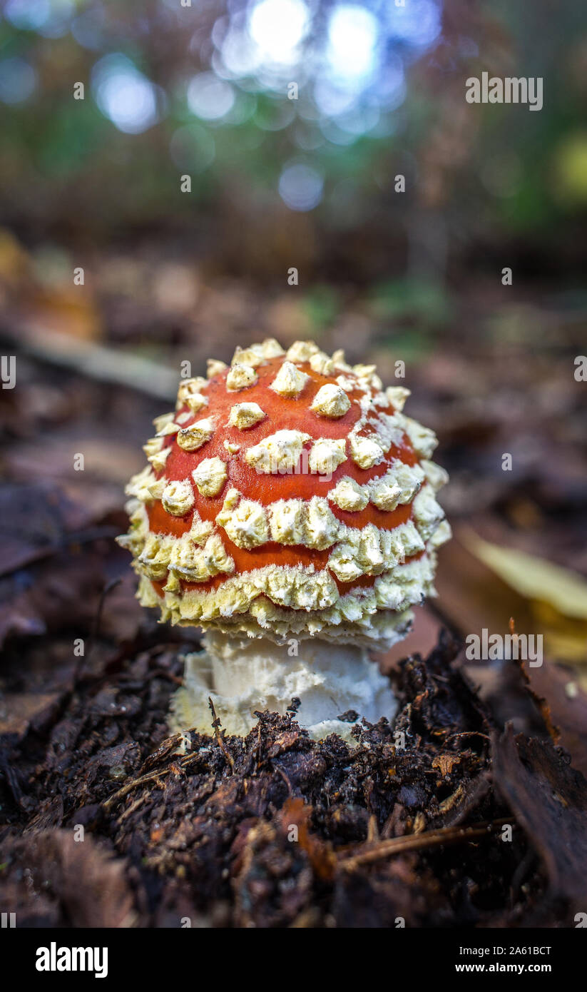 Nahaufnahme von Amanita Muscaria, Fly Agaric Pilz, England, Großbritannien Stockfoto