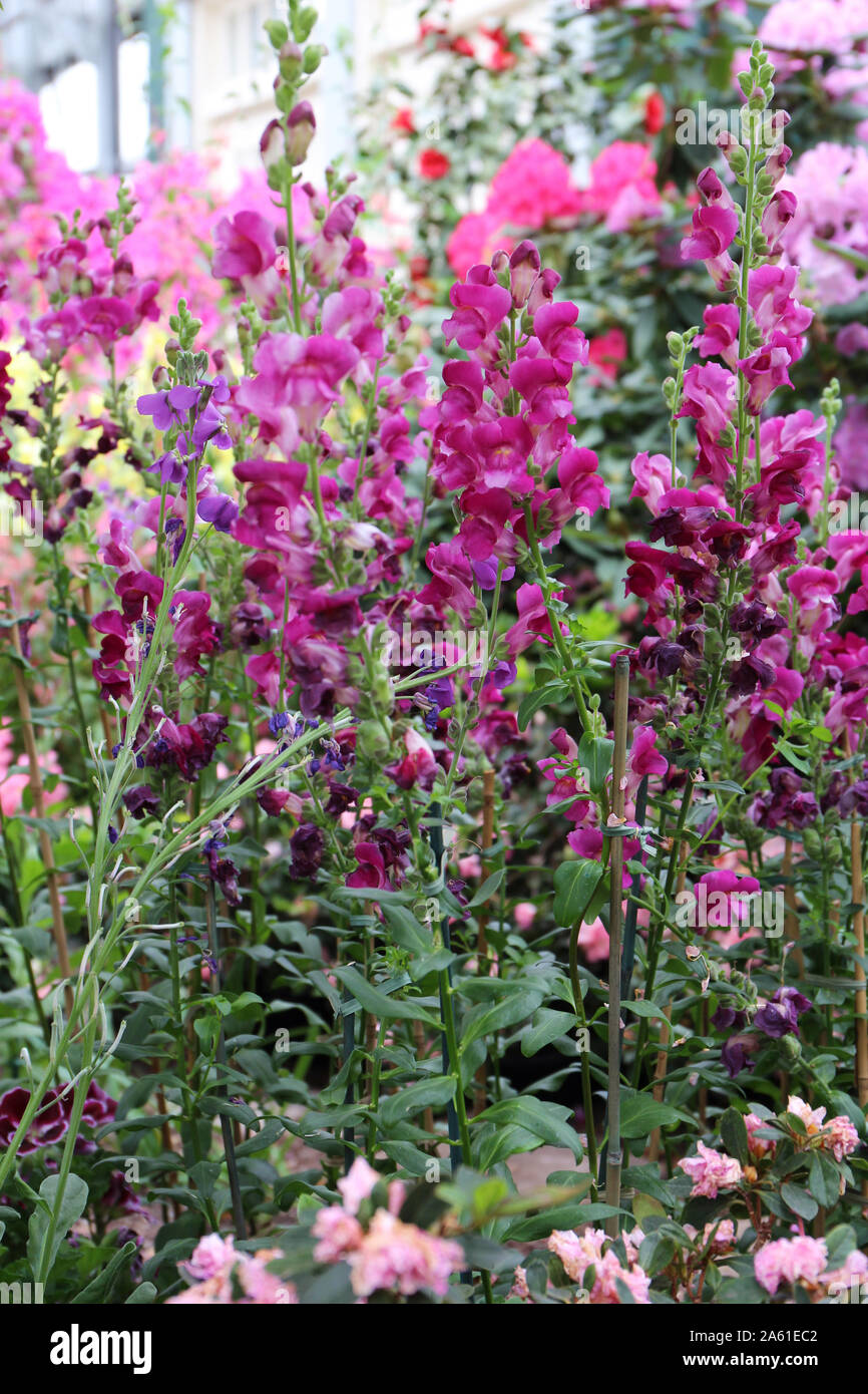 Eine Blume Garten mit hohen hot pink und lila Snapdragons Stockfoto