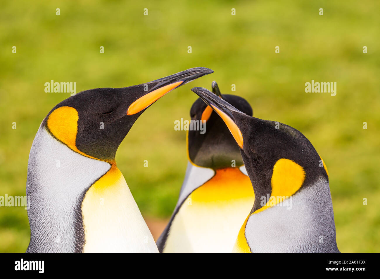 Drei Pinguine in einer Gruppe stehen mit Schnäbeln in die Mitte der Gruppe zeigen wie die 3 Musketiere im Gold Harbour, South Georgia Stockfoto