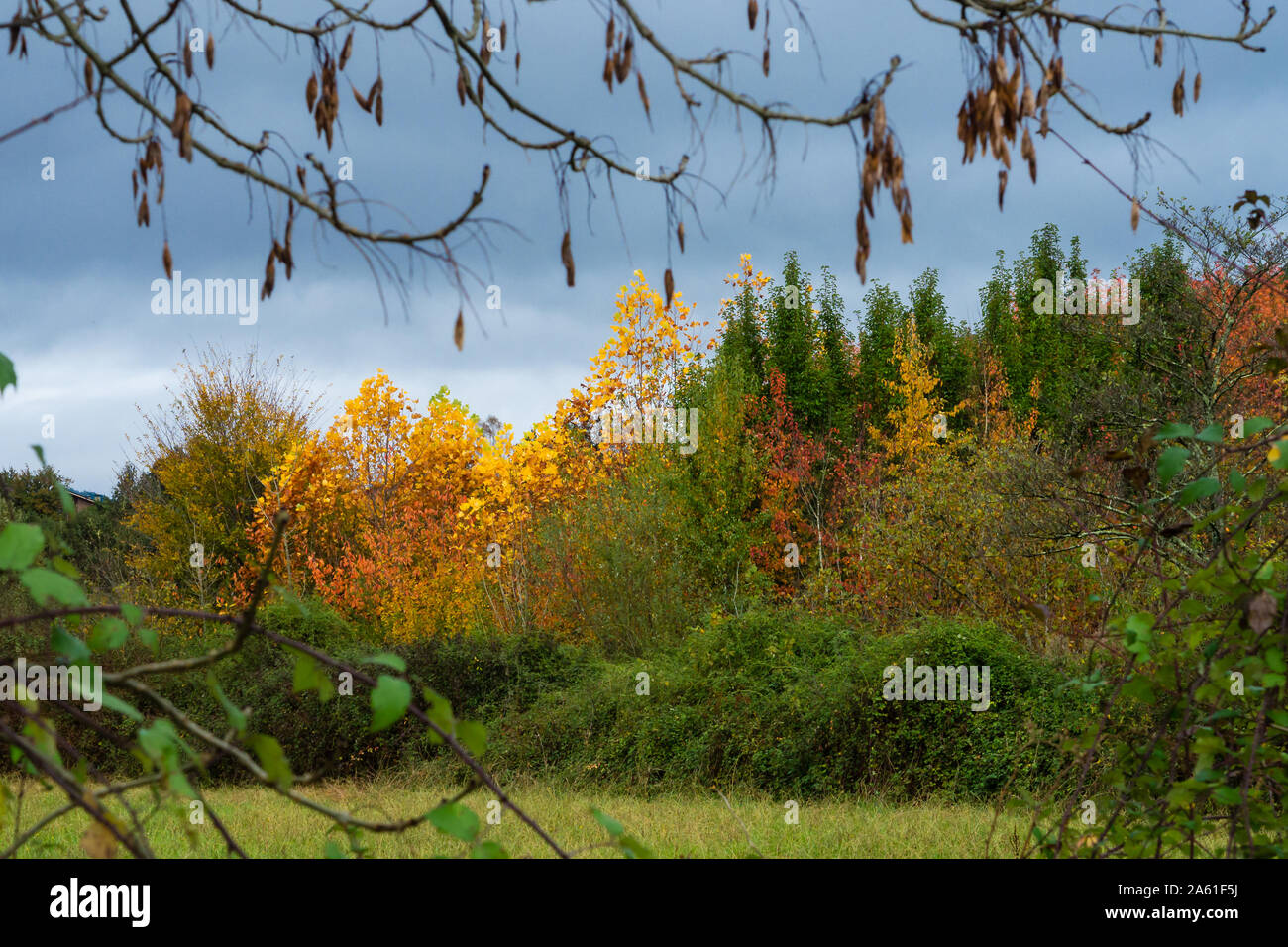 Bäume in verschiedenen Farben, Rot, Gelb und Grün im Herbst Stockfoto