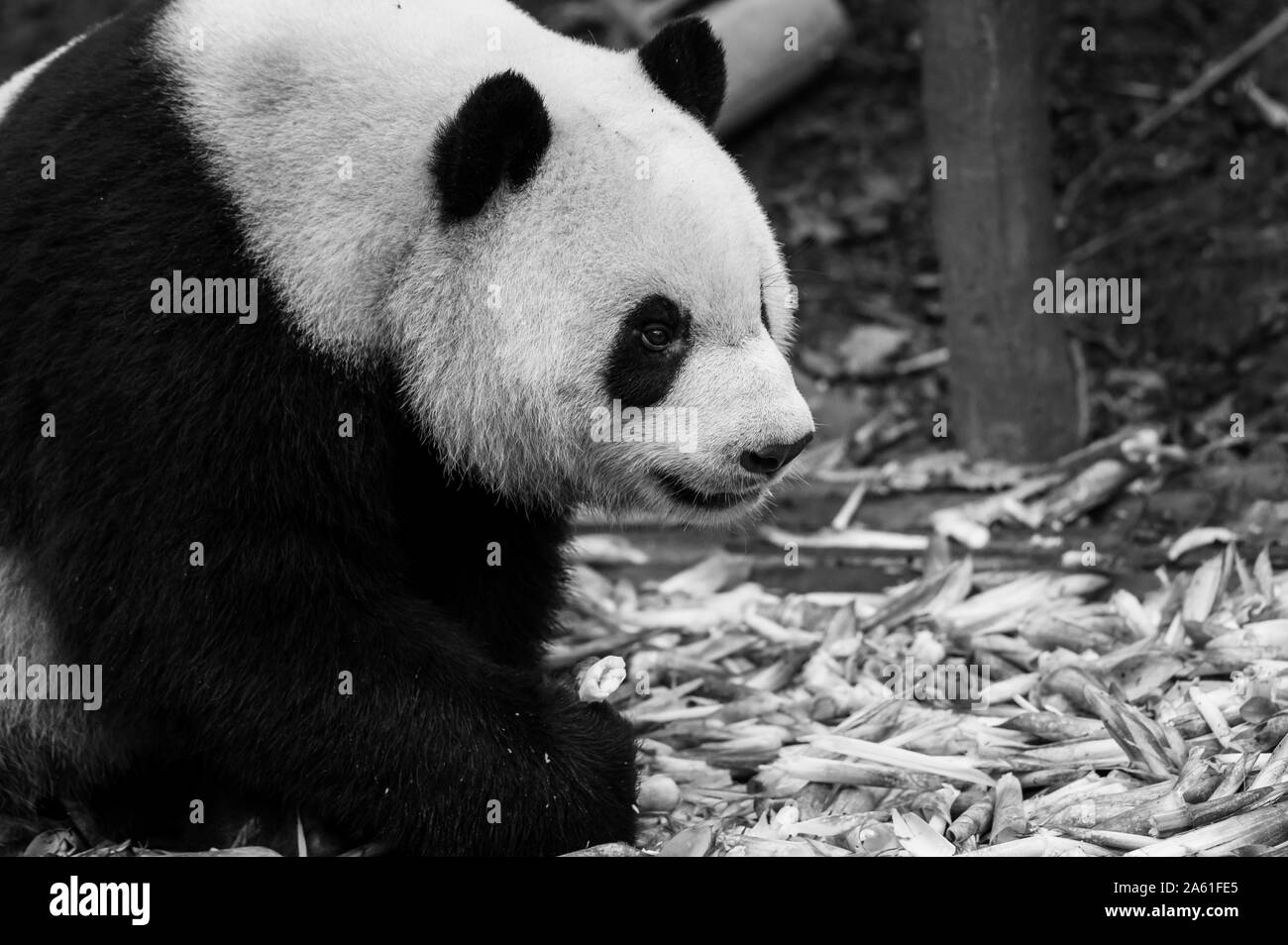 Das Porträt von der Panda. Big Fat lazy Panda isst Bambus in den Wald. Bedrohte Tierwelt. Stockfoto