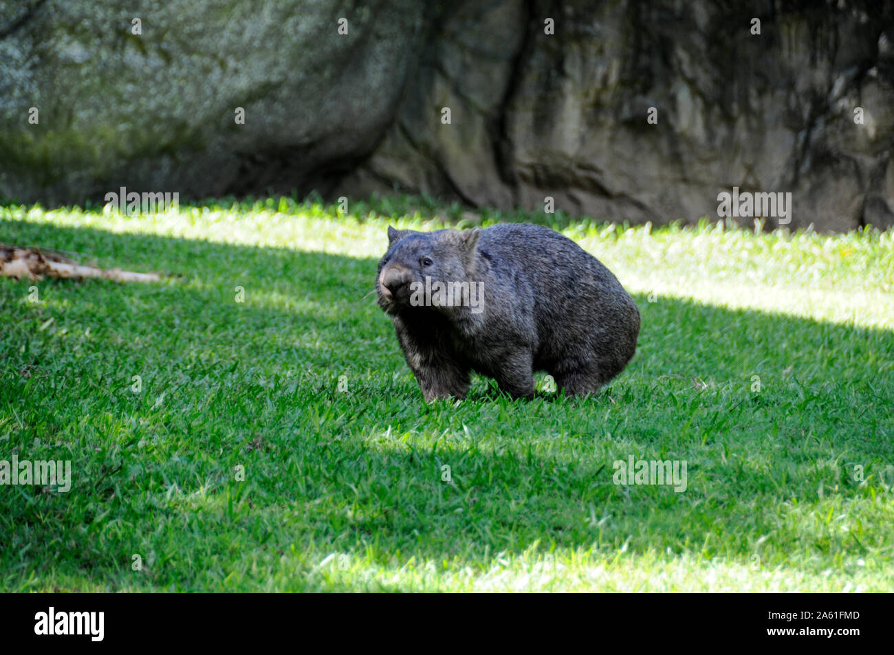 Ein Wombat an australischen Zoo in Queensland, Australien Stockfoto