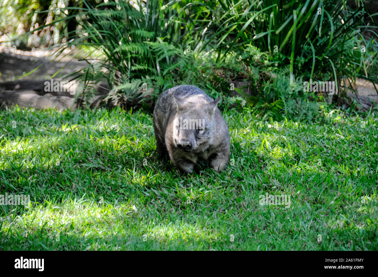 Ein Wombat an australischen Zoo in Queensland, Australien Stockfoto