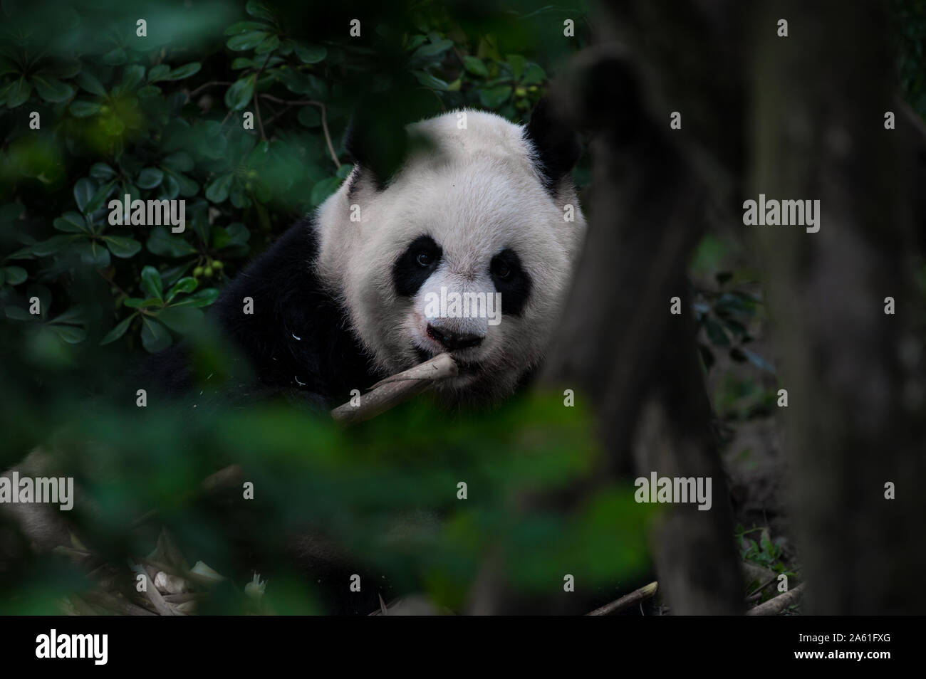 Big Fat lazy Panda isst Bambus in den Wald. Blick durch die Zweige, Blätter und Bäume. Bedrohte Tierwelt. Stockfoto