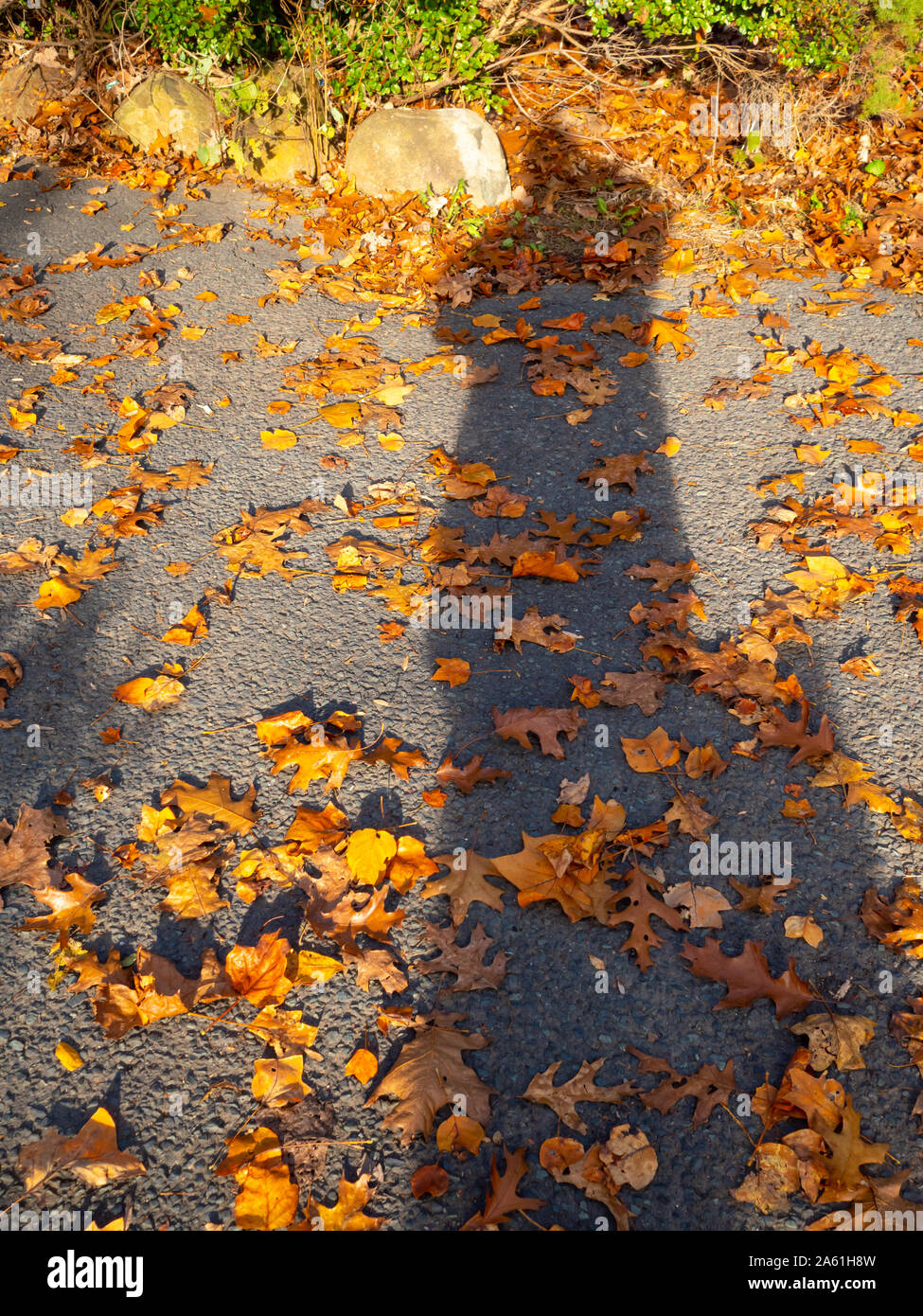 Die Person, die Schatten auf den Herbst Boden Stockfoto