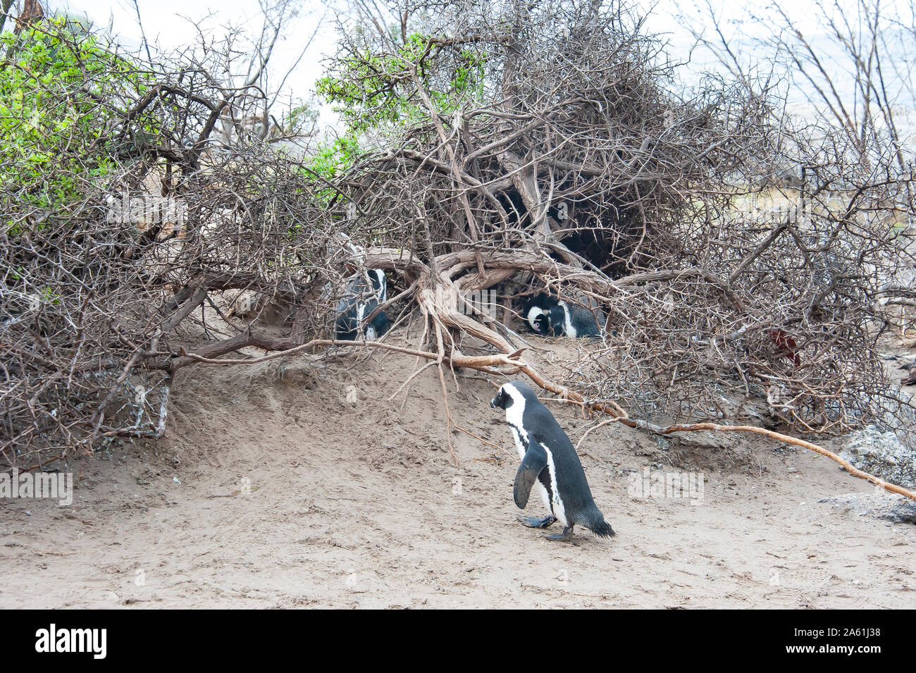 Der afrikanische Pinguin, die Cape Pinguin, und Südafrikanischen Pinguin, ist eine Pflanzenart aus der Gattung der Pinguin in südafrikanischen Gewässern, Kapstadt, Südafrika. Stockfoto