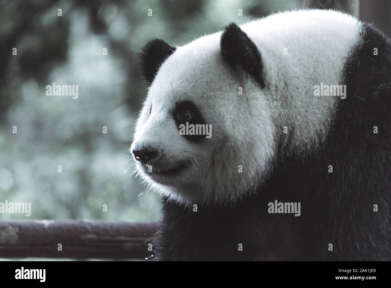 Das Porträt von der Panda. Big Fat lazy Panda isst Bambus in den Wald. Bedrohte Tierwelt. Stockfoto