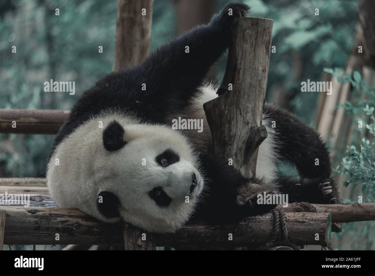 Großer fauler Panda hat eine Rast in der Giant Panda Brutforschungsbasis. Bedrohte Tierarten. Einzigartiges seltenes Tier, das von Menschen gepflegt wird. Stockfoto