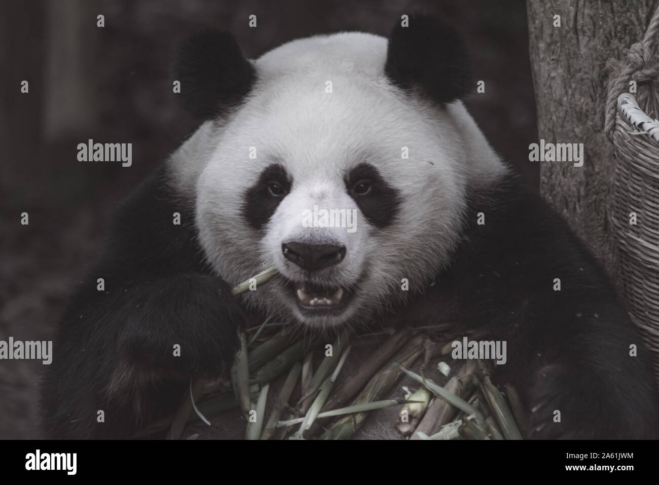 Das Porträt von der Panda. Big Fat lazy Panda isst Bambus in den Wald. Bedrohte Tierwelt. Stockfoto