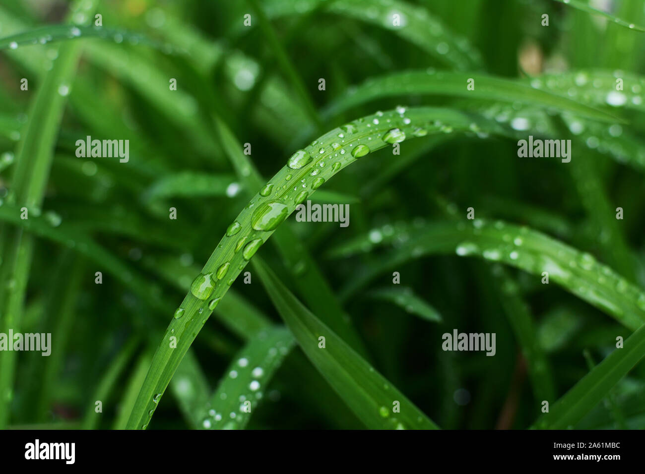 Große regen Tröpfchen in selektiven Fokus auf eine lange daylily Blatt oben deep green nassen Laub Stockfoto