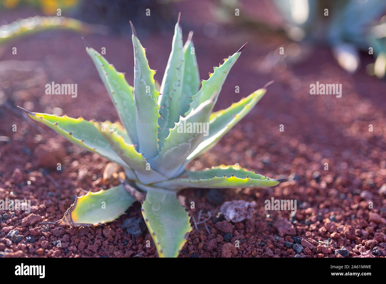 Nahaufnahme der grünen Aloe Vera Pflanze auf roter Erde Stockfoto