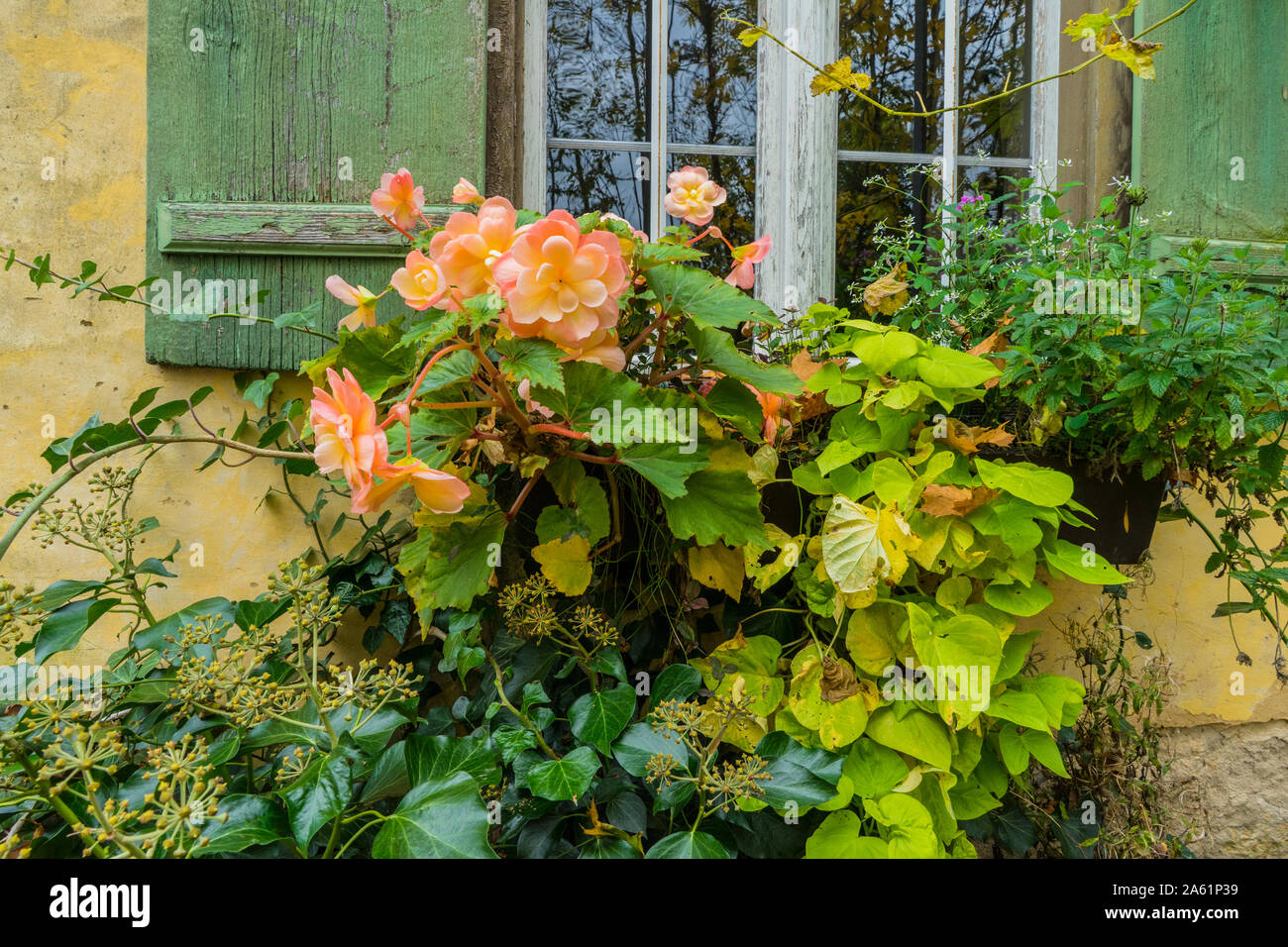 Bad Windsheim, Deutschland - 16. Oktober 2019: Blick auf ein Fenster mit herbstlichen Blumen, romantischen Herbst. Alte deutsche Dörfer. Stockfoto