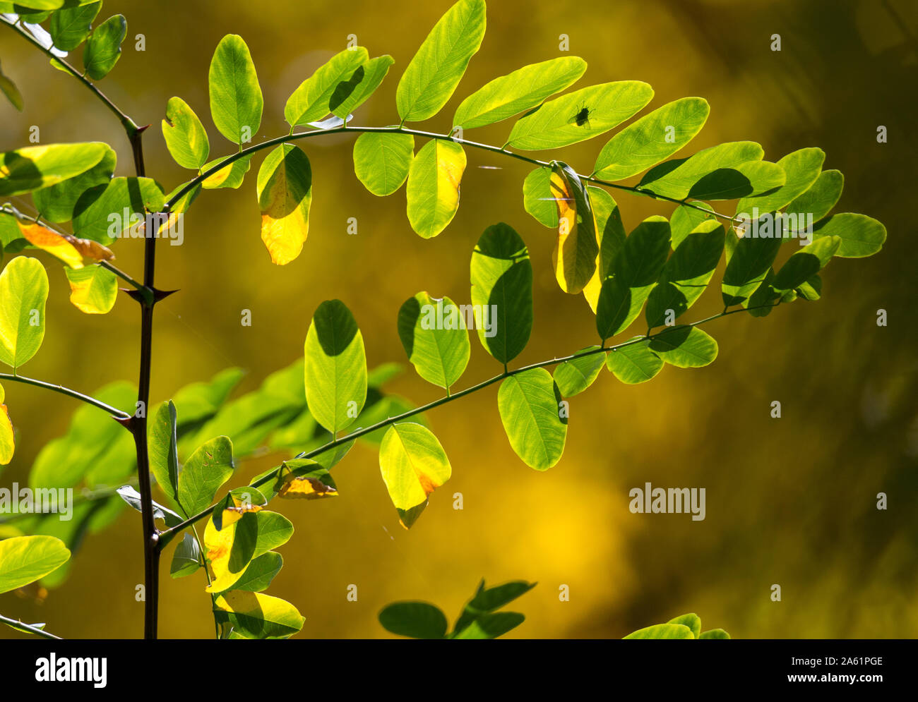 Glänzendes Laub mit ein wenig fliegen Silhouette. Stockfoto