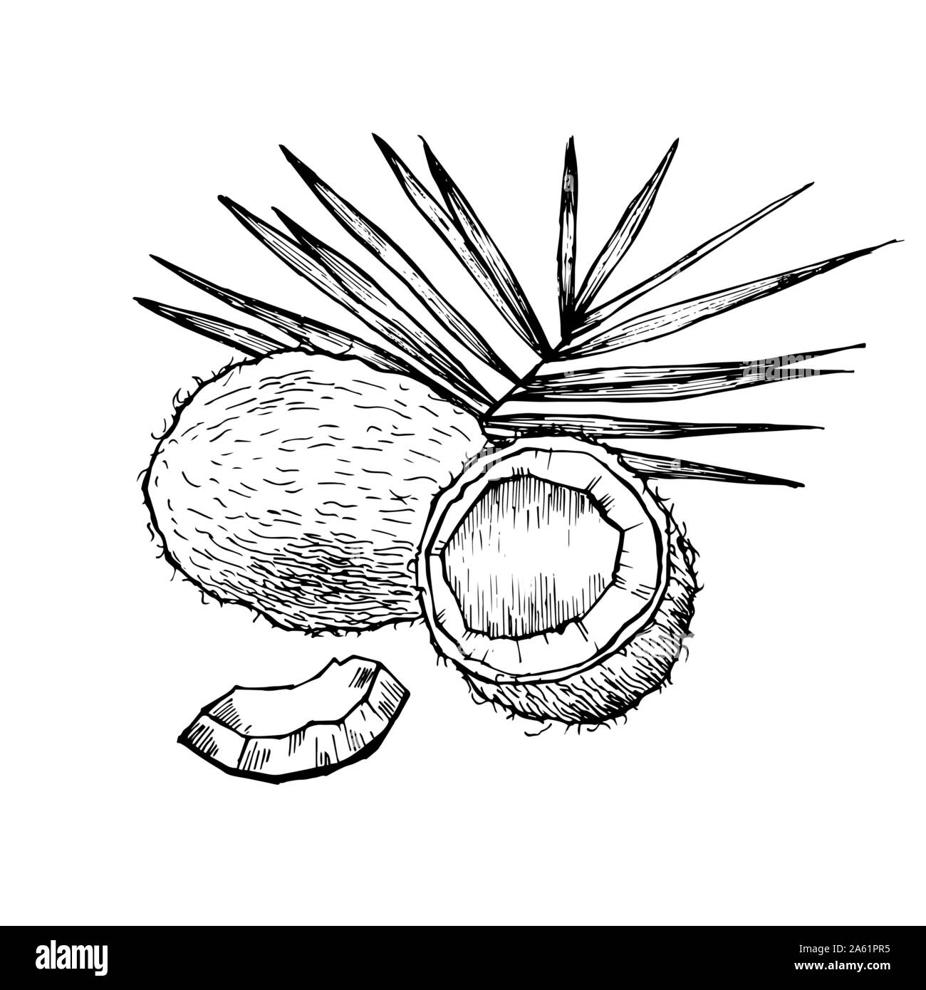 Skizze Vektor tropischen Essen Abbildung. Coconut Mutter Vintage Design vorlage. Botanische Obst. Graviert Kokosnuss. Stock Vektor
