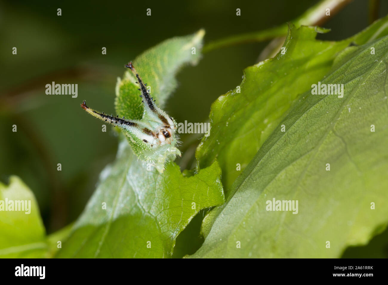 Kleiner Schillerfalter, Espen-Schillerfalter, Schillerfalter, Raupe frisst eine Zitterpappel, melanargia Ilia, Melanargia barcina, weniger Lila Kaiser, Cate Stockfoto