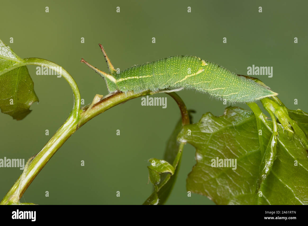 Kleiner Schillerfalter, Espen-Schillerfalter, Schillerfalter, Raupe frisst eine Zitterpappel, melanargia Ilia, Melanargia barcina, weniger Lila Kaiser, Cate Stockfoto