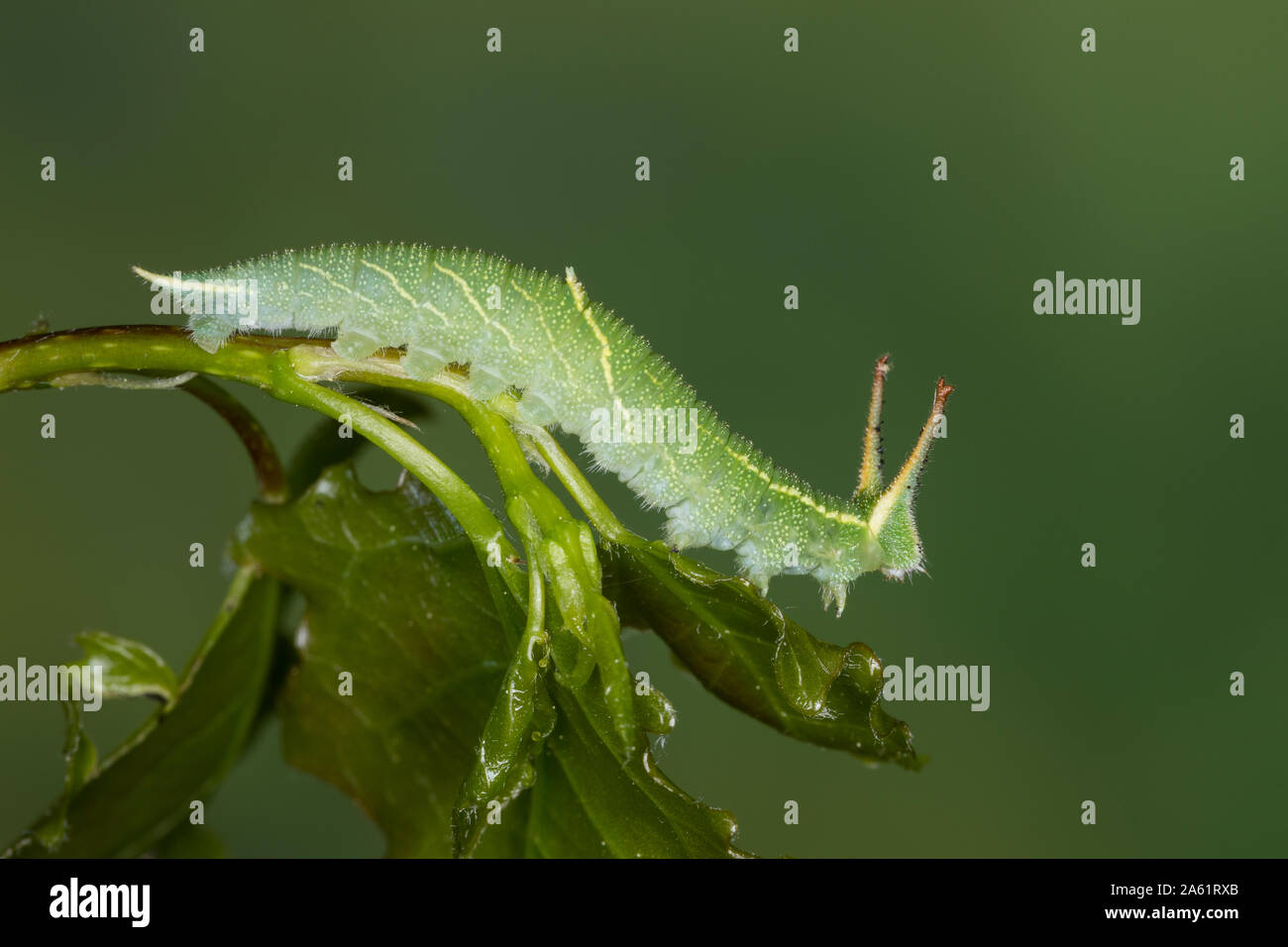 Kleiner Schillerfalter, Espen-Schillerfalter, Schillerfalter, Raupe frisst eine Zitterpappel, melanargia Ilia, Melanargia barcina, weniger Lila Kaiser, Cate Stockfoto