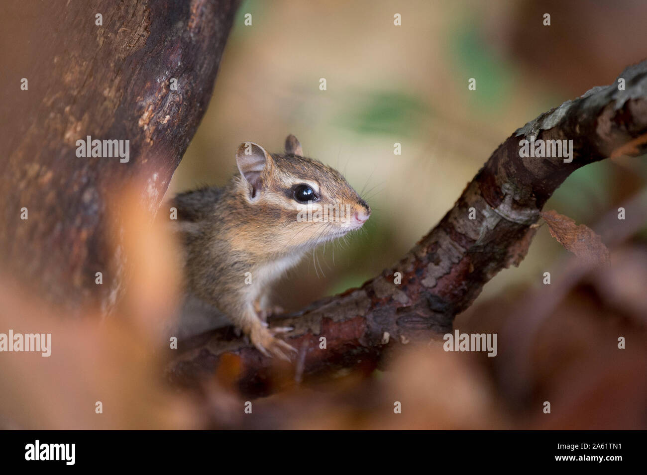 Eine kleine und niedliche Eichhörnchen im Wald in weiches Licht im Herbst. Stockfoto