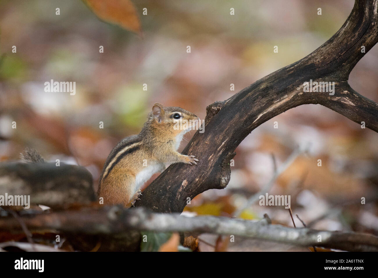 Eine kleine und niedliche Eichhörnchen im Wald in weiches Licht im Herbst. Stockfoto