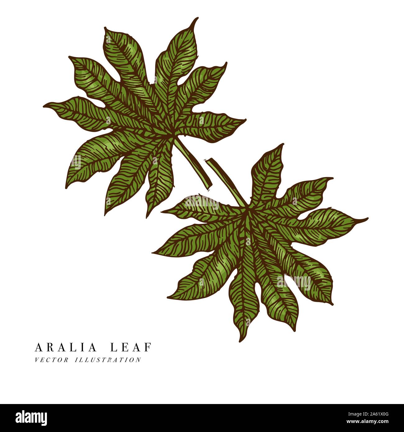 Tropische Blätter - aralia. Hand gezeichnet Hintergrund. Vector Illustration. Graviert Dschungel Blatt auf weißem Hintergrund Stock Vektor