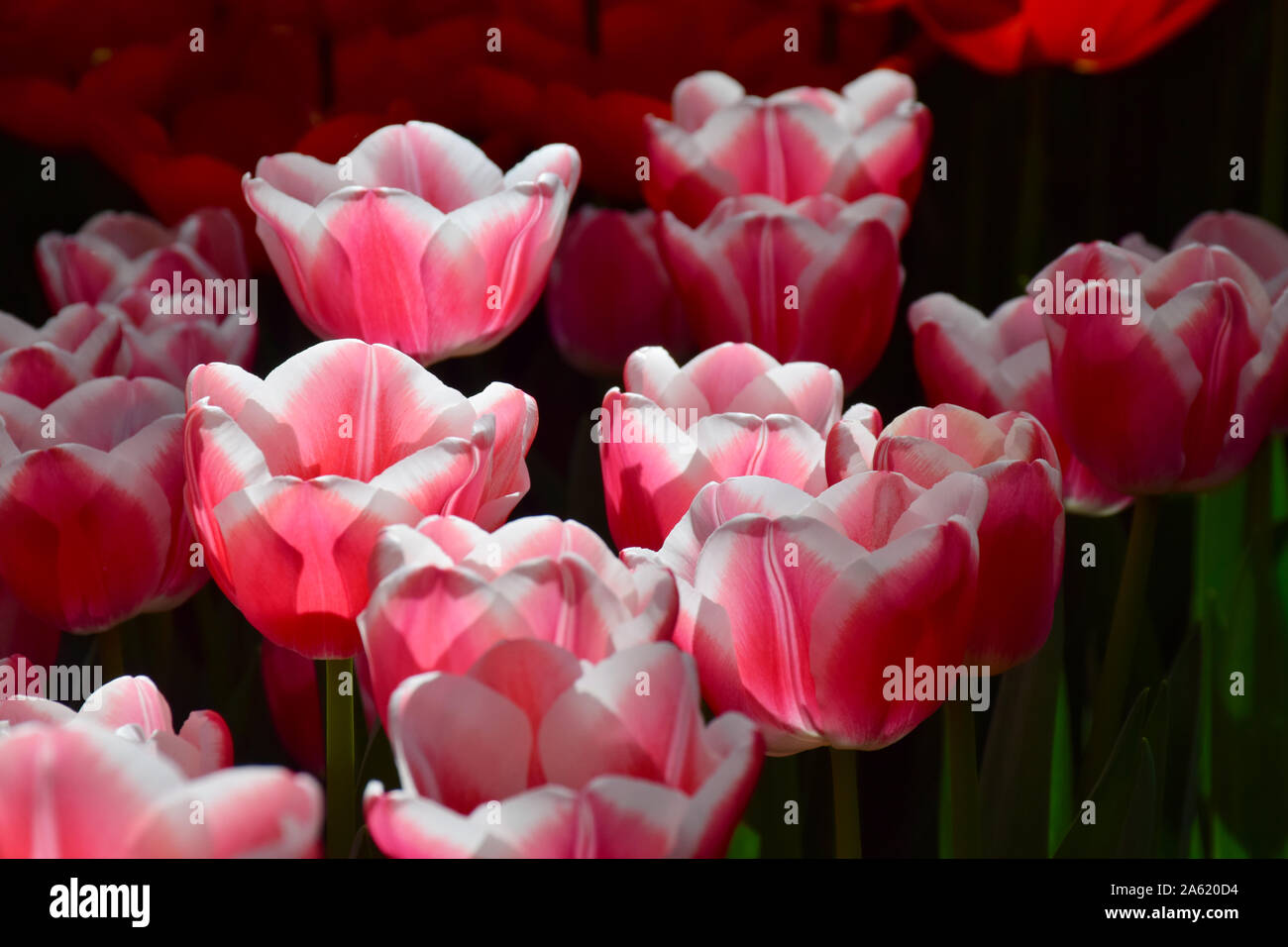 Tulpen im Keukenhof Park, Niederlande. Keukenhof auch als der Garten Europas bekannt. Stockfoto