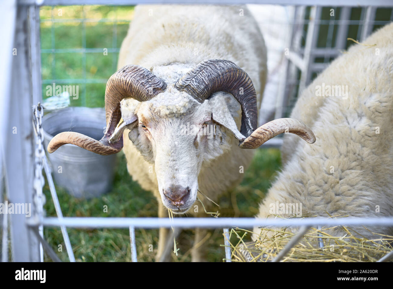 Close up Merino Schafe hinter dem Zaun im grünen Feld, selektiver Fokus Stockfoto