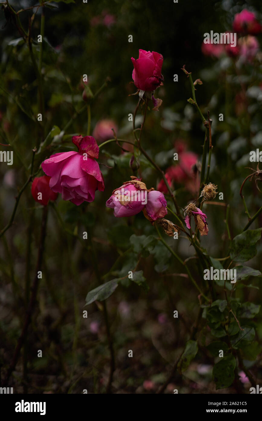 Rosa Rosen verwelken im Herbst. Stockfoto