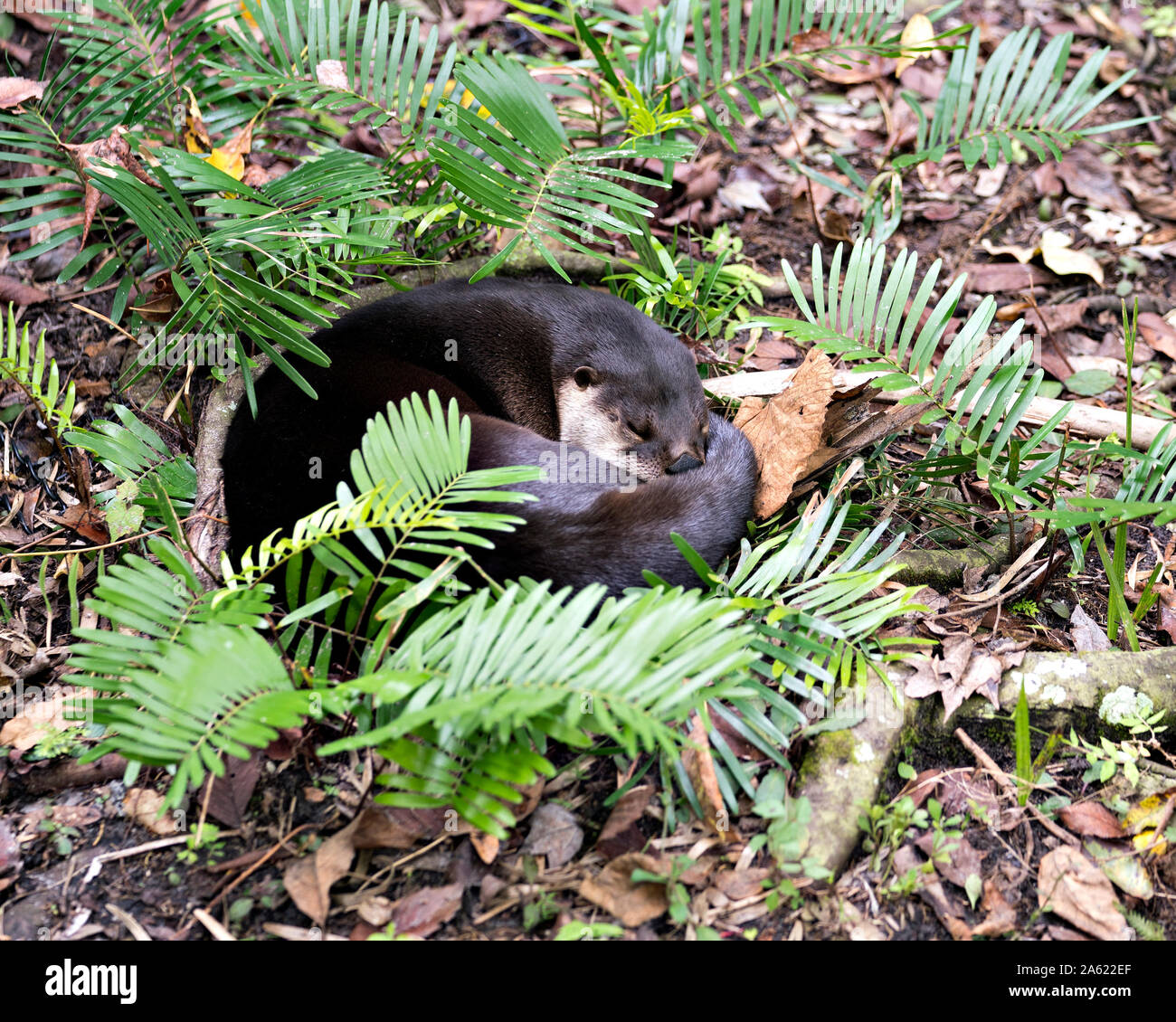 Otter schlafen in einem Bett von Laub und genießen die Umgebung und Umwelt. Stockfoto
