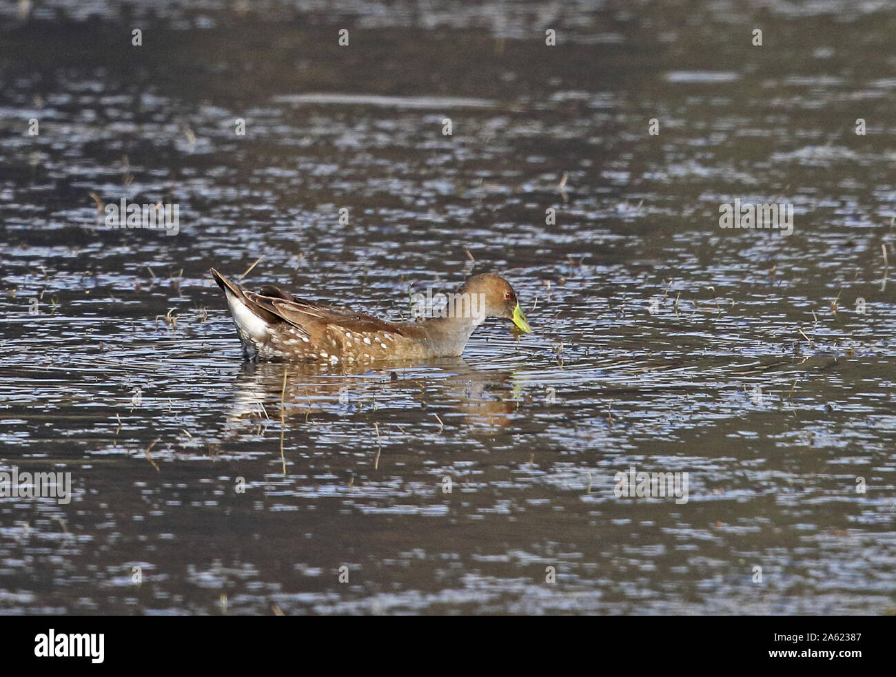 Spot - flankiert (Gallinule Gallinula melanops crassirostris) unreife Fütterung auf Teich nördlich von Valparaiso, Chile Januar Stockfoto
