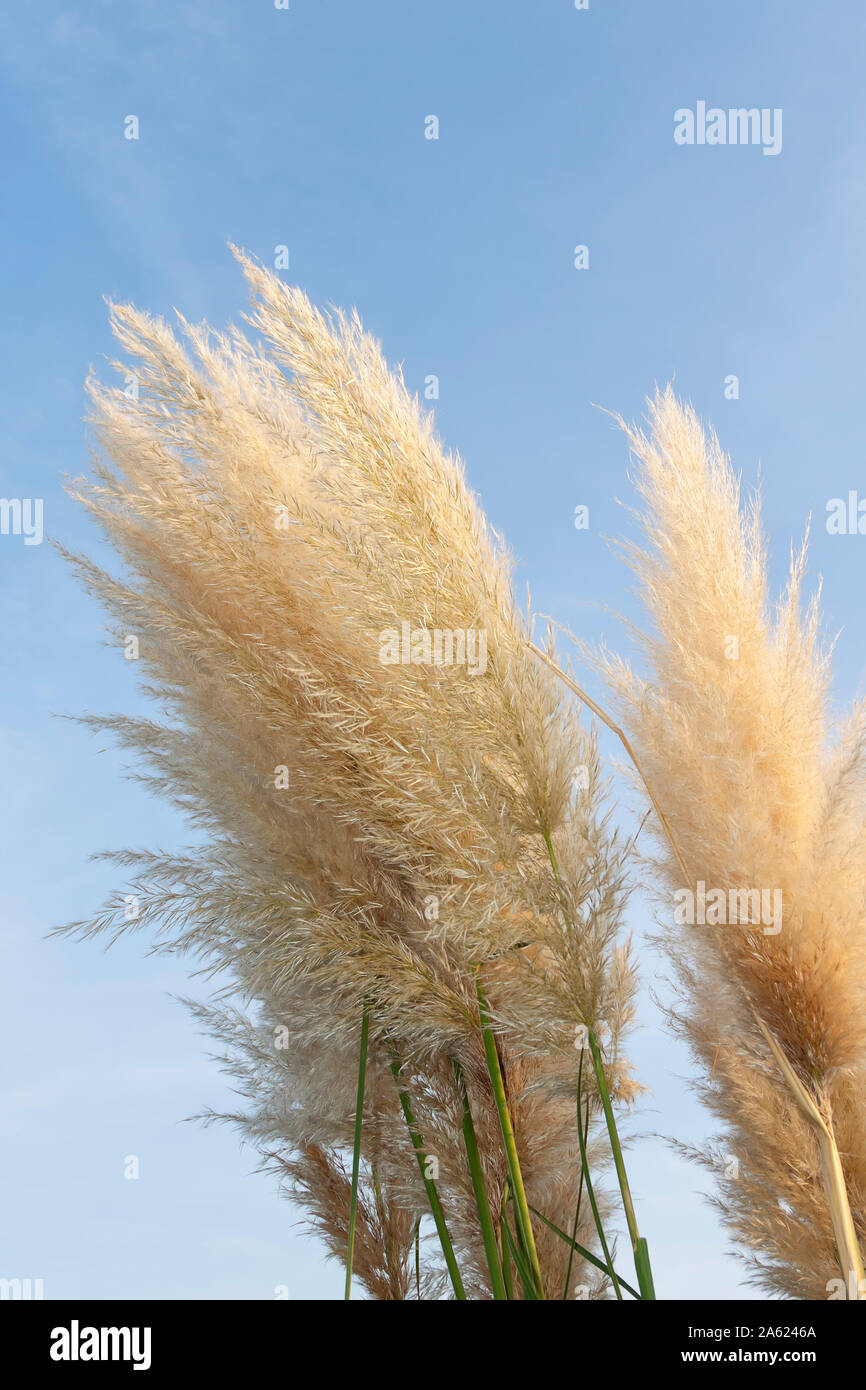 Cortaderia selloana, die gemeinhin als Pampas Gras bekannt Stockfoto