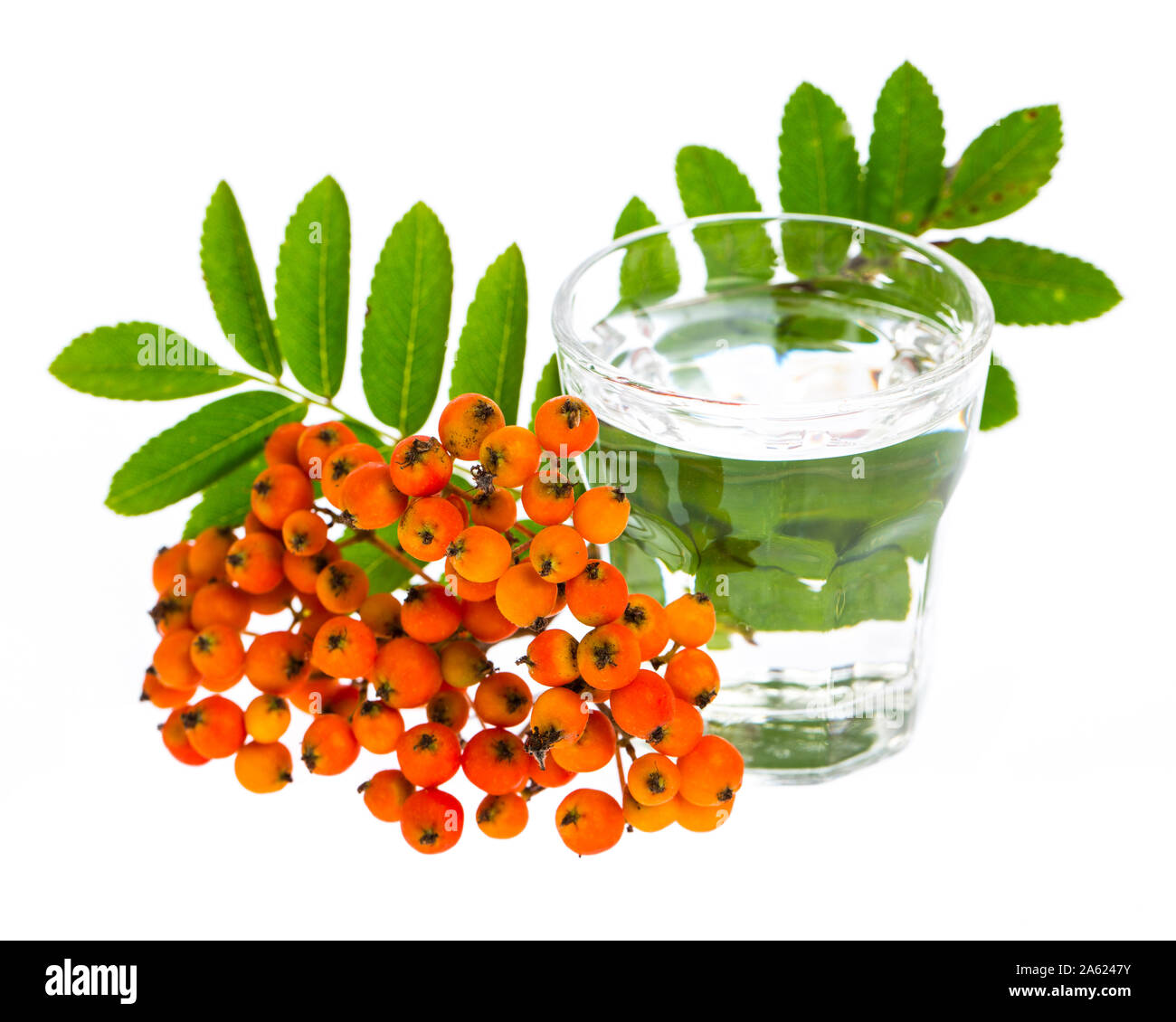 Heilende Pflanzen: 'Vogelbeerschnaps' auf weißem Hintergrund mit Beeren Stockfoto