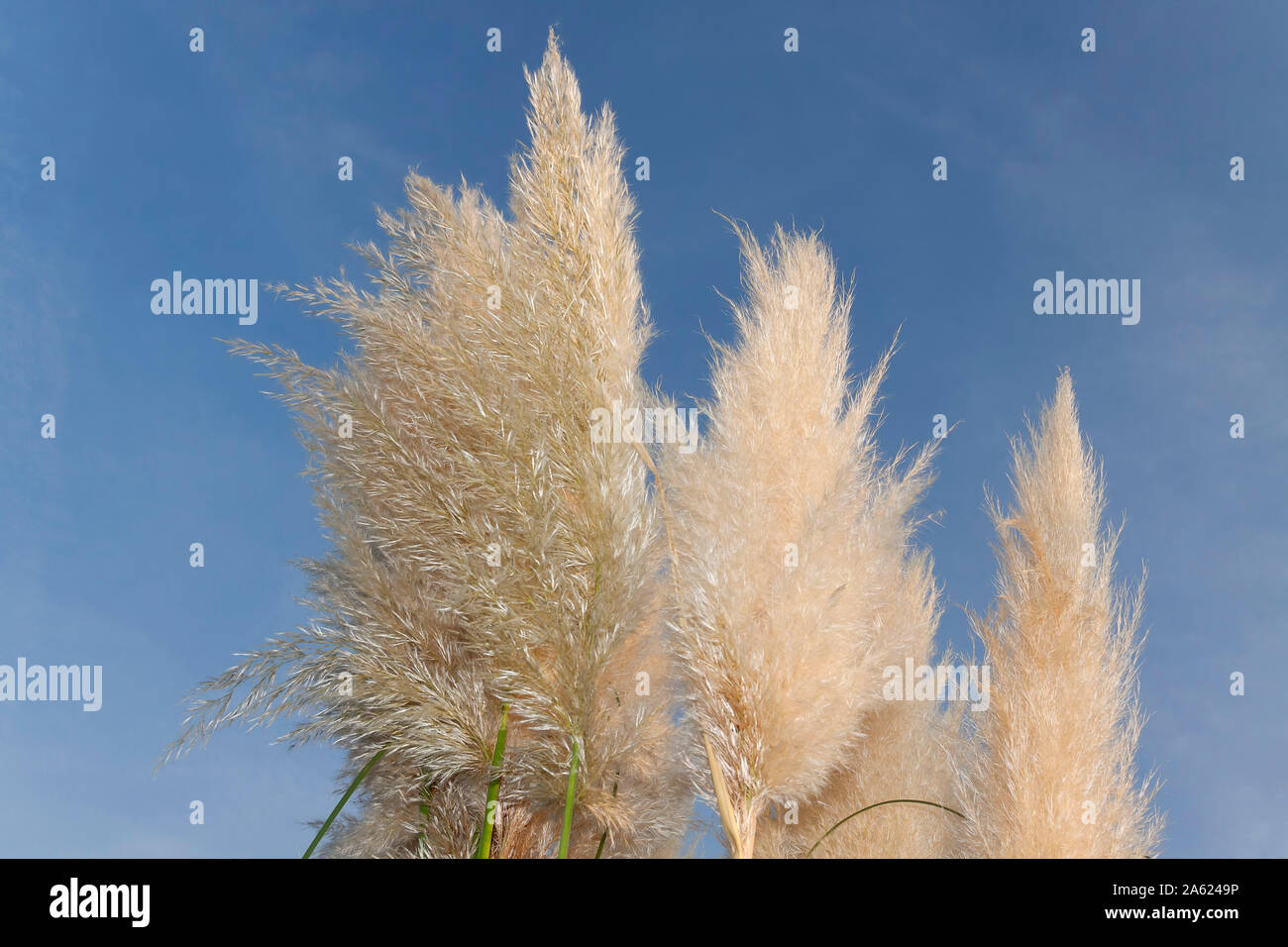 Cortaderia selloana, die gemeinhin als Pampas Gras bekannt Stockfoto