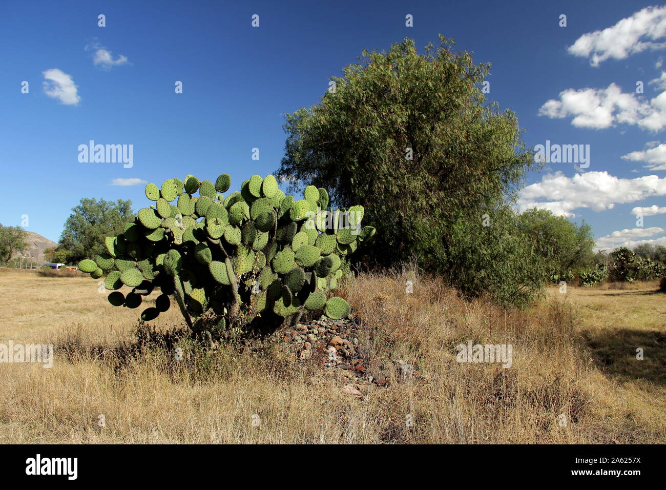 Der nopal Kaktus (Opuntia Kakteen) wachsen in Teotihuacan, Mexiko. Stockfoto