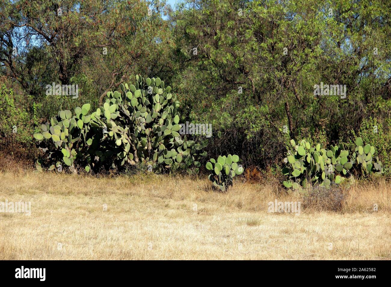 Der nopal Kaktus (Opuntia Kakteen) wachsen in Teotihuacan, Mexiko. Stockfoto