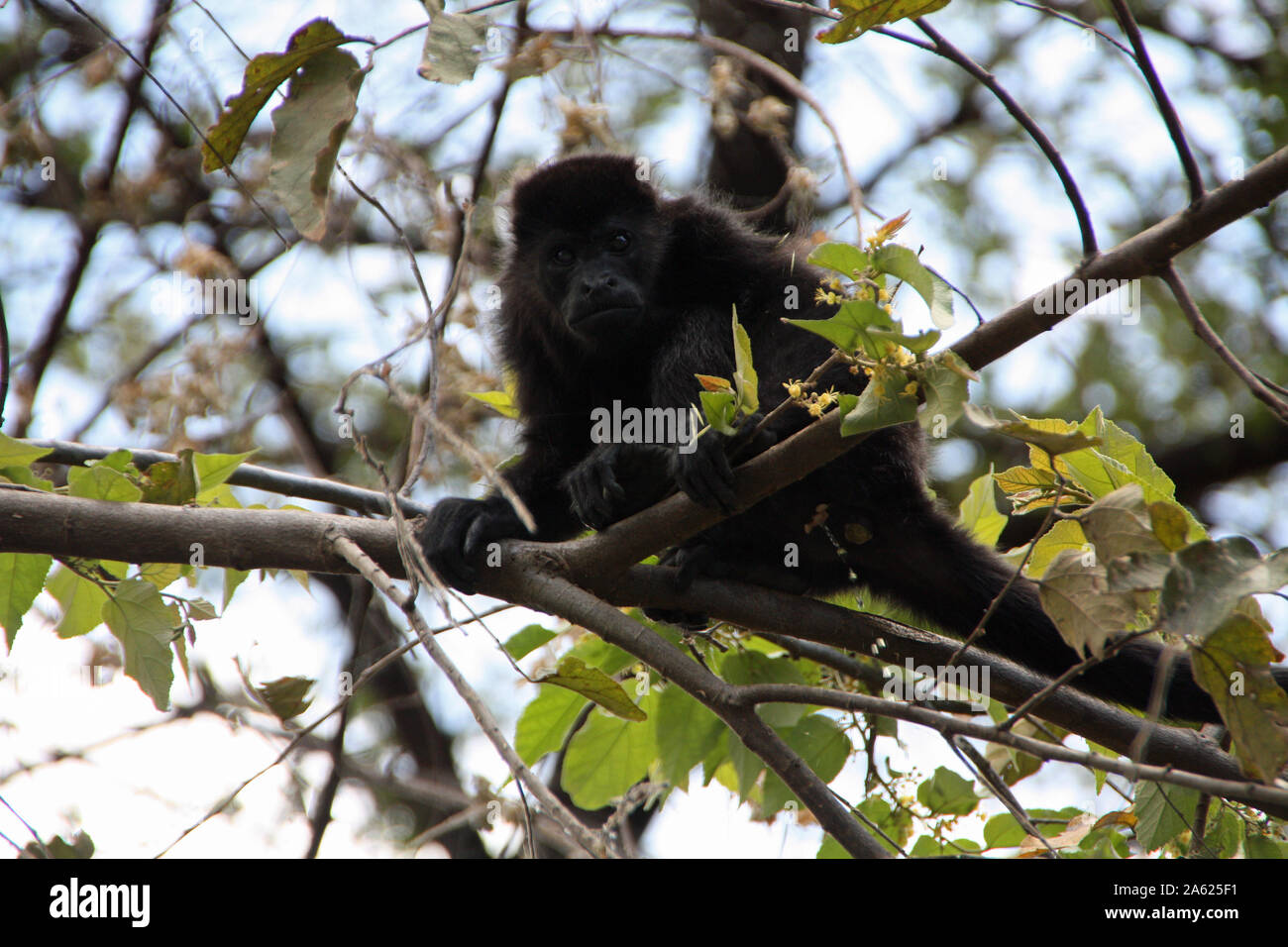 Brüllaffen auf einem Baum in Costa Rica Natur Stockfoto