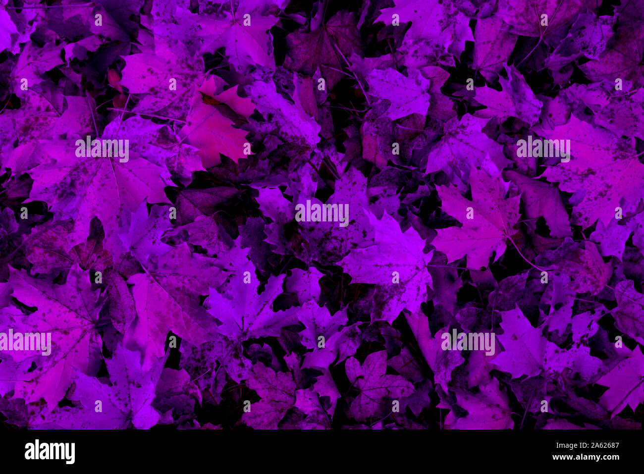 Lila Blätter im Herbst Textur für Hintergrund oder wallpaper Stockfoto