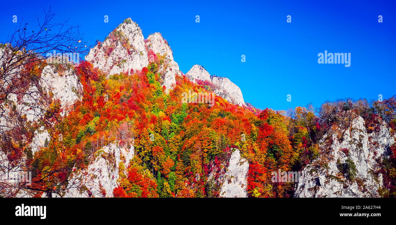 Herbst in Buila Vanturarita, Karpaten, Rumänien. Lebendige Herbstfarben im Wald. Landschaft der Natur mit Sonnenlicht durch Zweige von Bäumen. Co Stockfoto