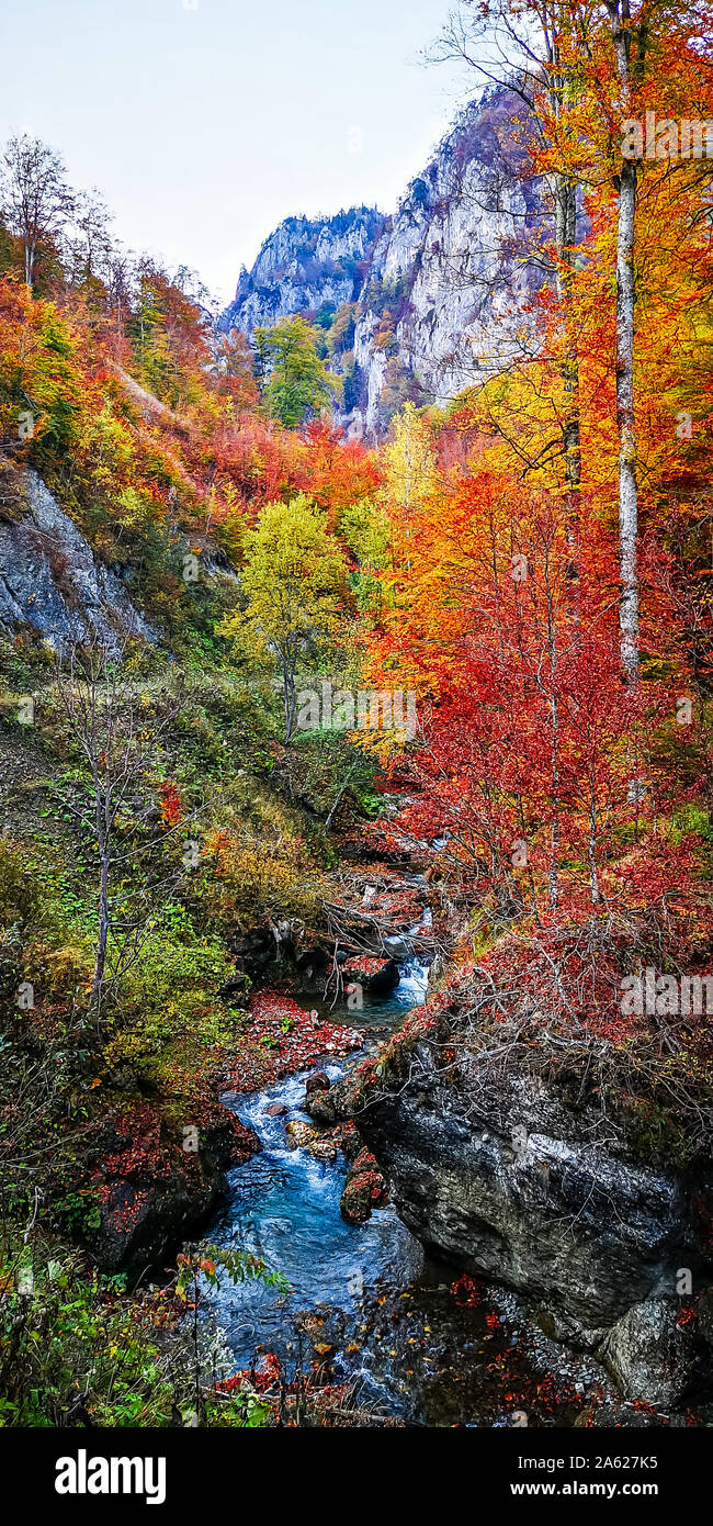 Herbst in Buila Vanturarita, Karpaten, Rumänien. Lebendige Herbstfarben im Wald. Landschaft der Natur mit Sonnenlicht durch Zweige von Bäumen. Co Stockfoto